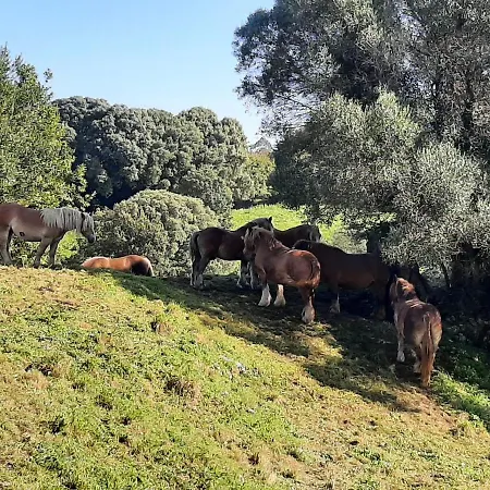 El Canton De Poo, Agradable A 800m De La Playa Vv-2256-as Llanes